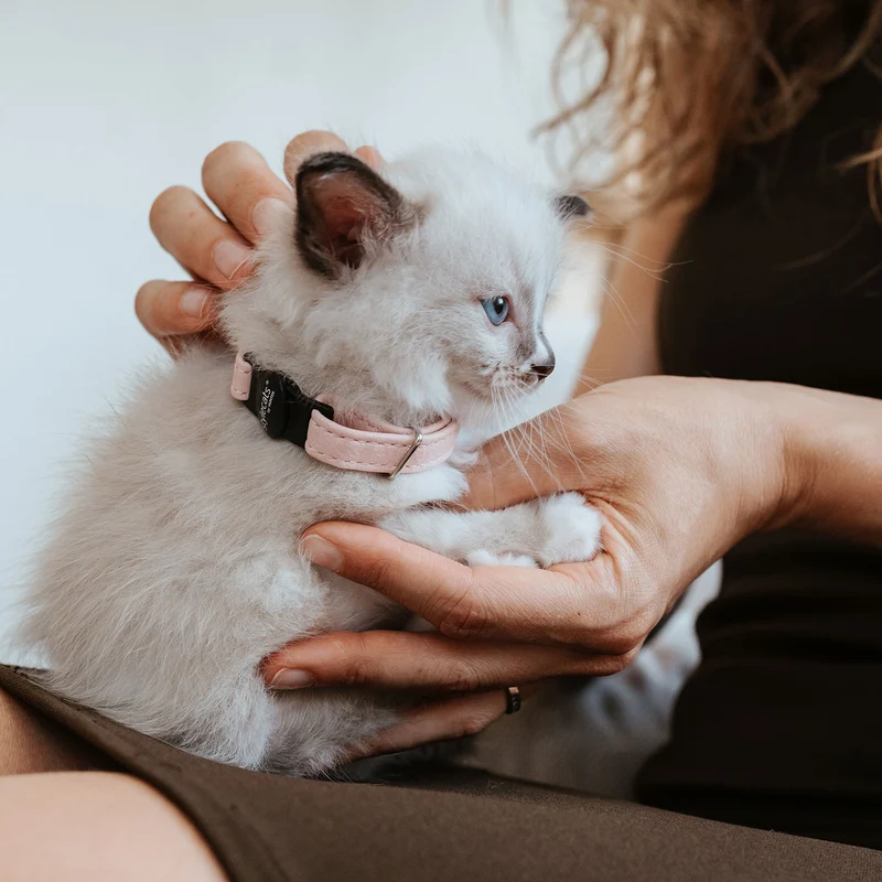 Katzenhalsband Luna