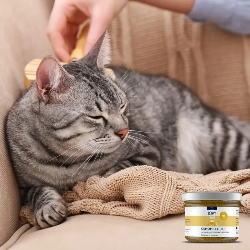 Camomille - Herbes à chat