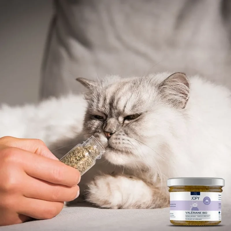 Valériane - Herbes à chat