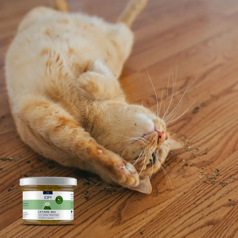 Cataire – Herbes à chat
