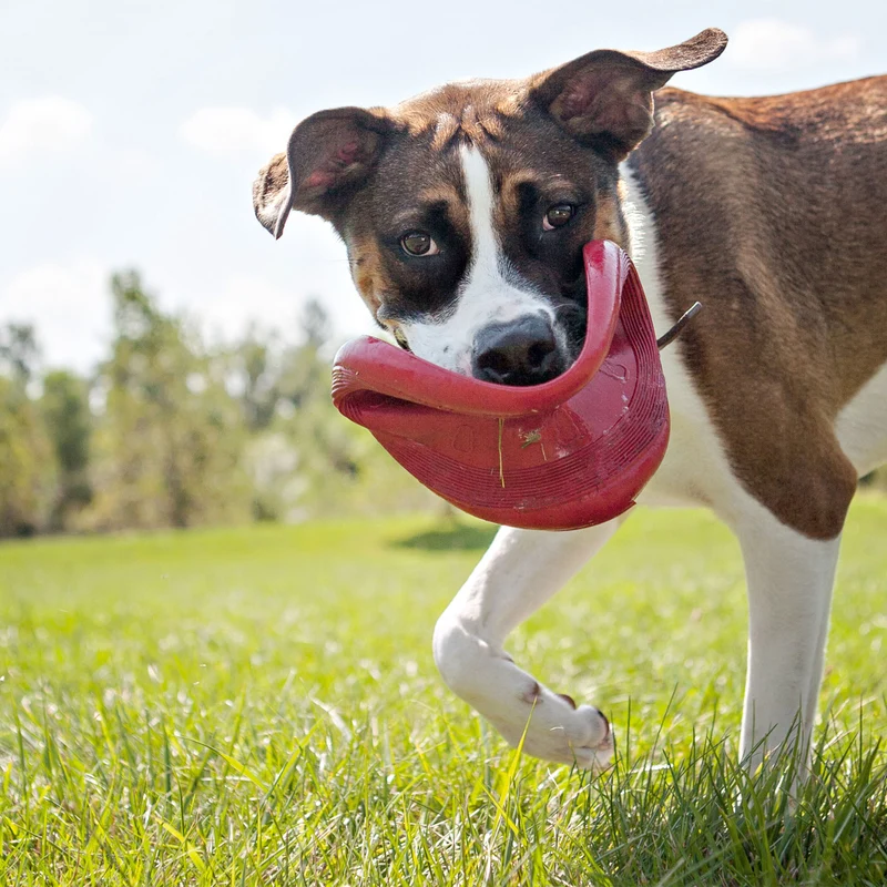 Hundespielzeug KONG® Flyer