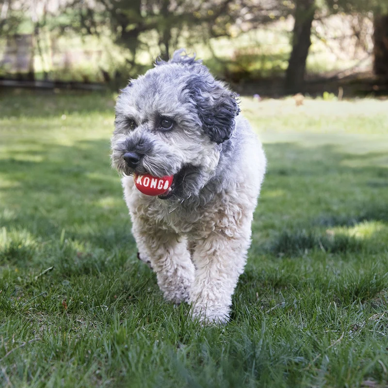 Hundespielzeug KONG® Signature Ball