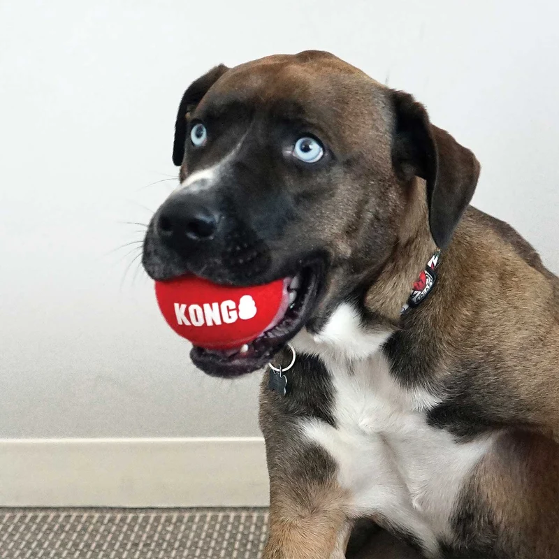 Hundespielzeug KONG® Signature Sport Balls