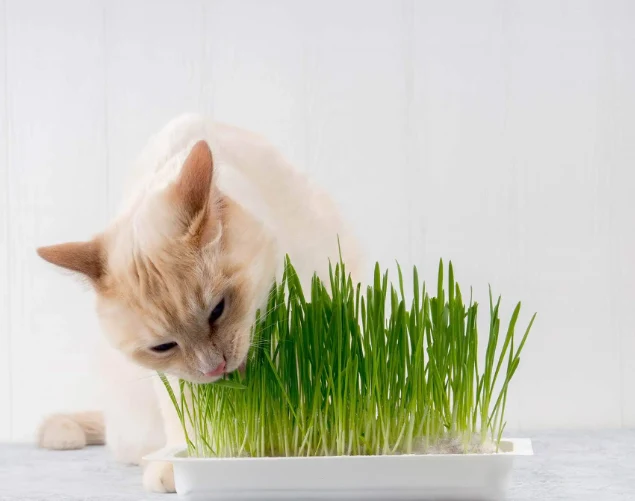 Optilife herbe à chat à faire pousser