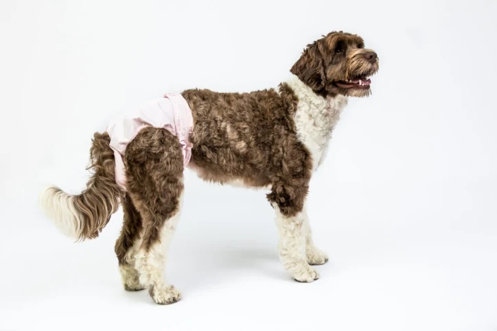 PoochPants - Couche lavable pour femelles
