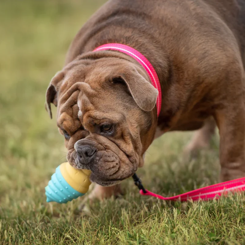 ICE TOY™ - Jouet rafraîchissant pour chien avec cône de glace | Cornet Pastèque