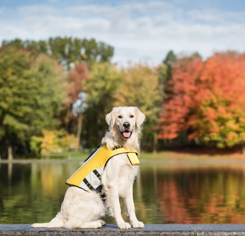 Veste de flottaison pour chien (XL) - Life Jacket - GF Pet