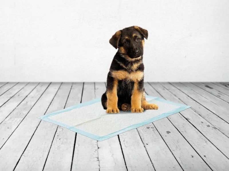 Savic Serviettes d’entraînement pour chien Xlarge