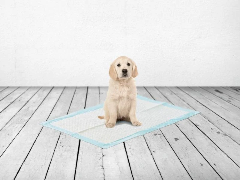 Savic Serviettes d’entraînement pour chien large