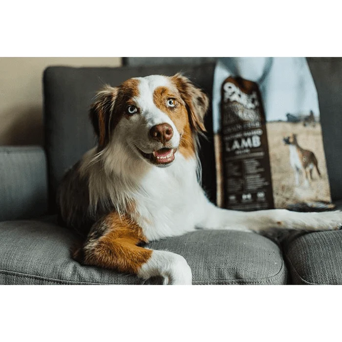 Nourriture pour chiens Open Farm Agneau sans grain