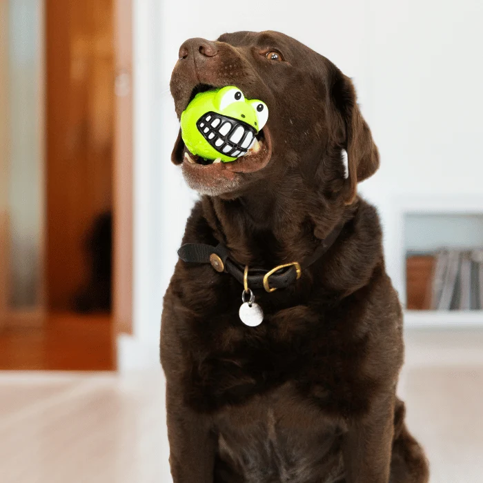 Kong Grinz Grenouille jouet pour chien