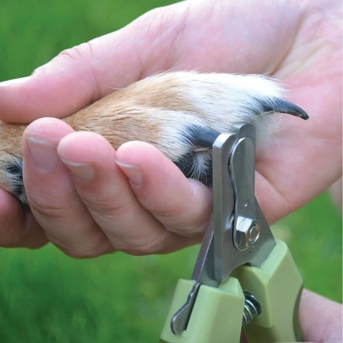Safari - Coupe-griffes professionnel en acier inoxydable