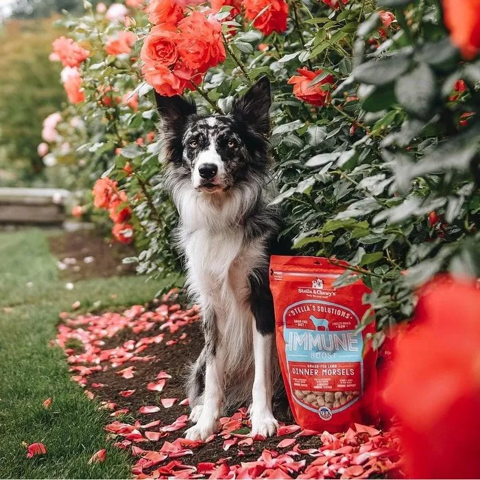 Stella's Solutions Système Immunitaire 13 oz pour chiens