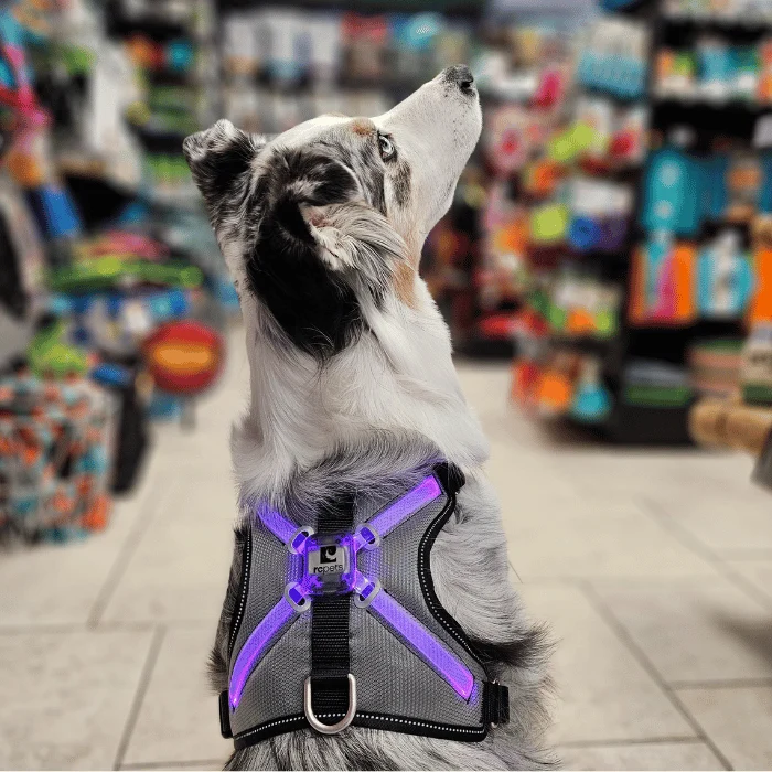 Harnais pour chien lumineux RC Pets Nova Led Light - LIQUIDATION VENTE FINALE