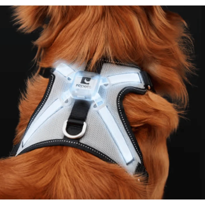 Harnais pour chien lumineux RC Pets Nova Led Light - LIQUIDATION VENTE FINALE