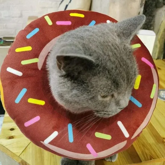 Collerette chat - Donut