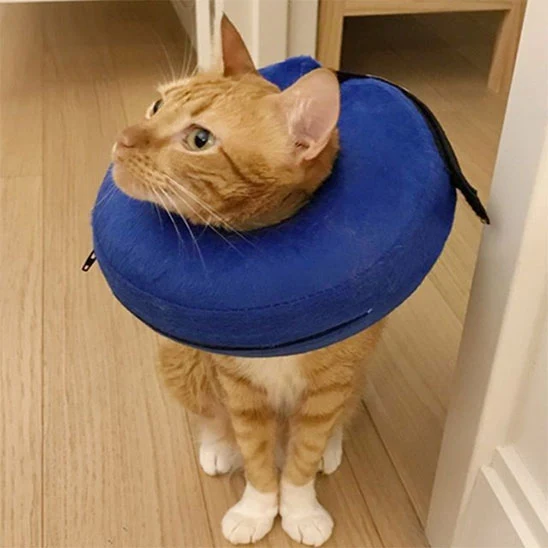 Collerette Chat - Gonflable