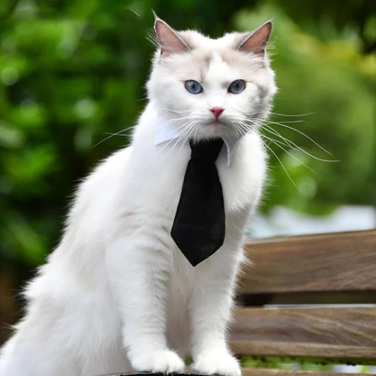 Cravate pour chat