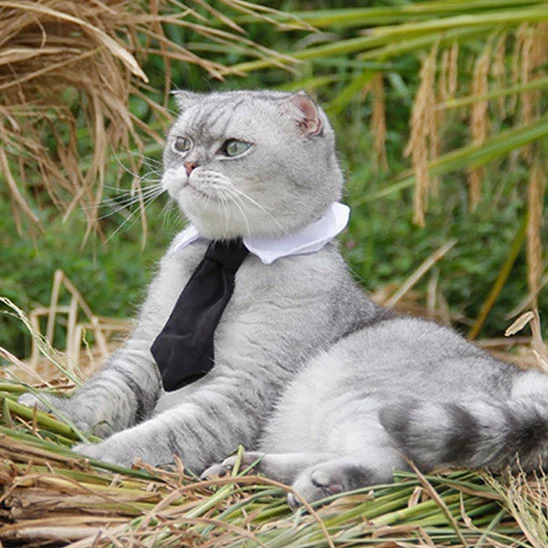 Cravate pour chat