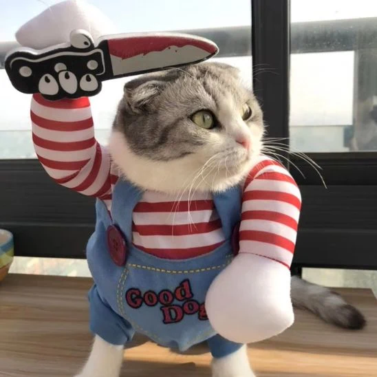 Déguisement pour Chat - Halloween