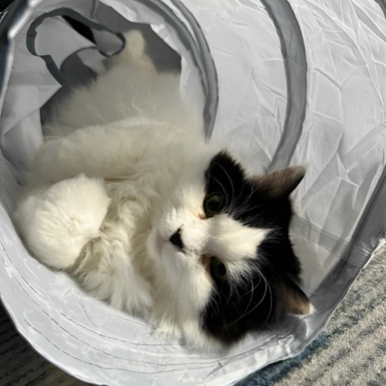 Tunnel jouet pour chat - Interactif