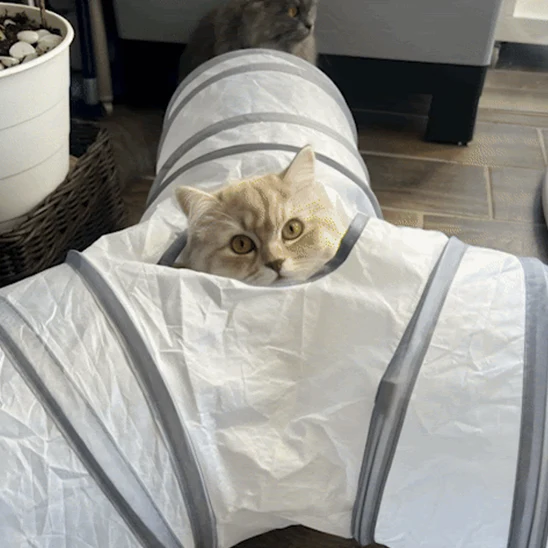 Tunnel jouet pour chat - Interactif