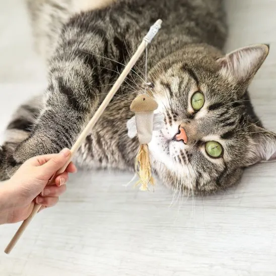 Jouet chat - Bâton interactif