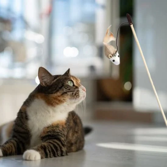 Jouet chat - Bâton interactif