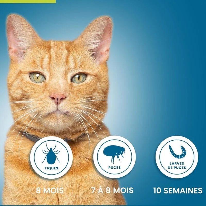 Collier Seresto Chat - Anti puce