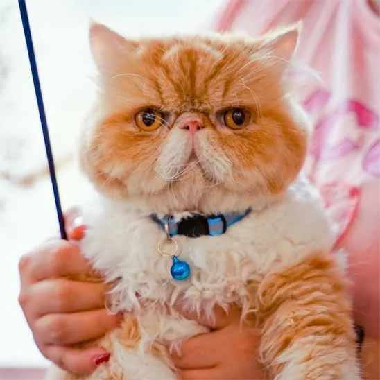 Collier chat anti étranglement - Réfléchissant