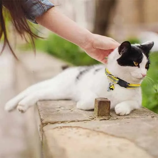 Collier chat anti étranglement - Réfléchissant