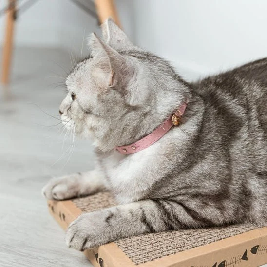 Collier pour chat - Floqué