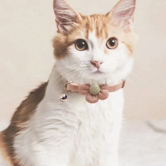 Collier pour chat - Mignon