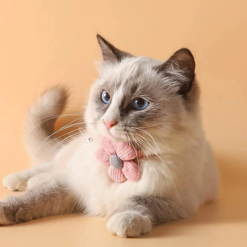 Collier pour chat - Mignon