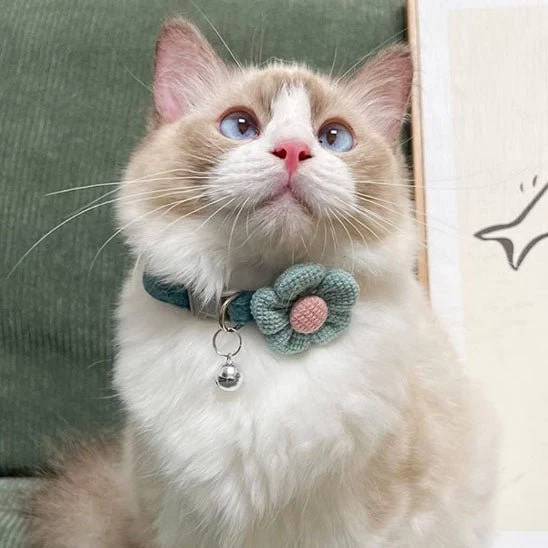 Collier pour chat - Mignon