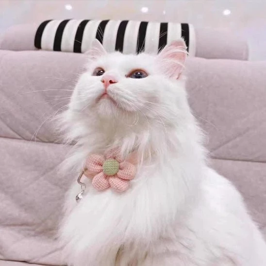Collier pour chat - Mignon