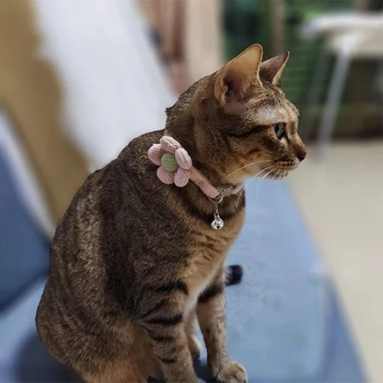 Collier pour chat - Mignon