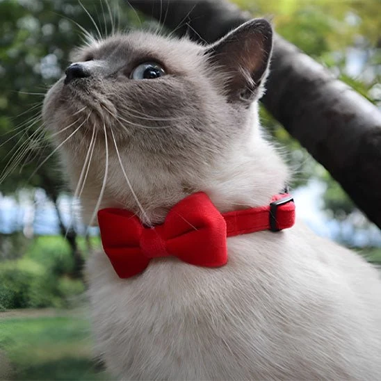 Collier chat - Noeud papillon