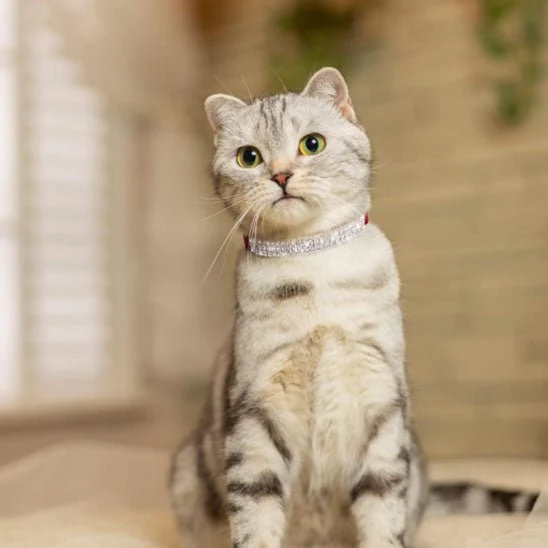 Collier chat - Bling-Bling
