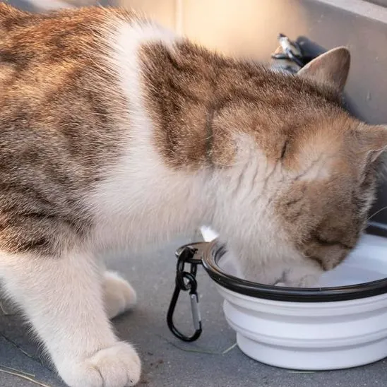 Gamelle chat - Portable pour sorties et voyages