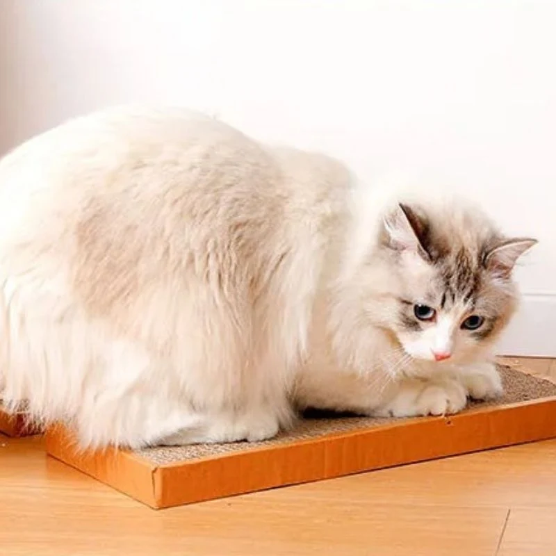 Griffoir chat - En Carton Ondulé