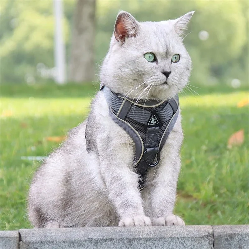 Harnais chat anti-fugue - Réglable et réfléchissant