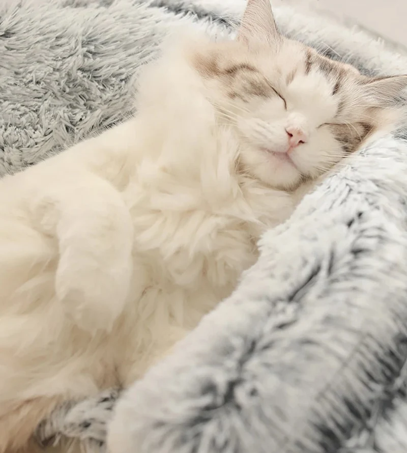 Coussin pour chat - gris avec abri