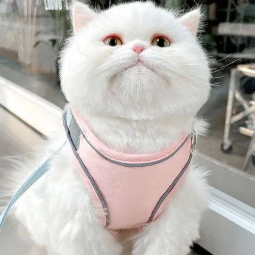 Harnais pour chat | Doux Triple Protection VelvetCat