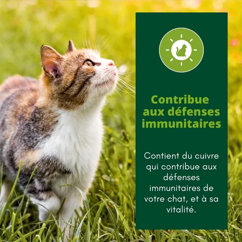 EQUILIBRE & INSTINCT Effilés Vitalité Chat Stérilisé au Bœuf, Haricots, Tomates 12x85g