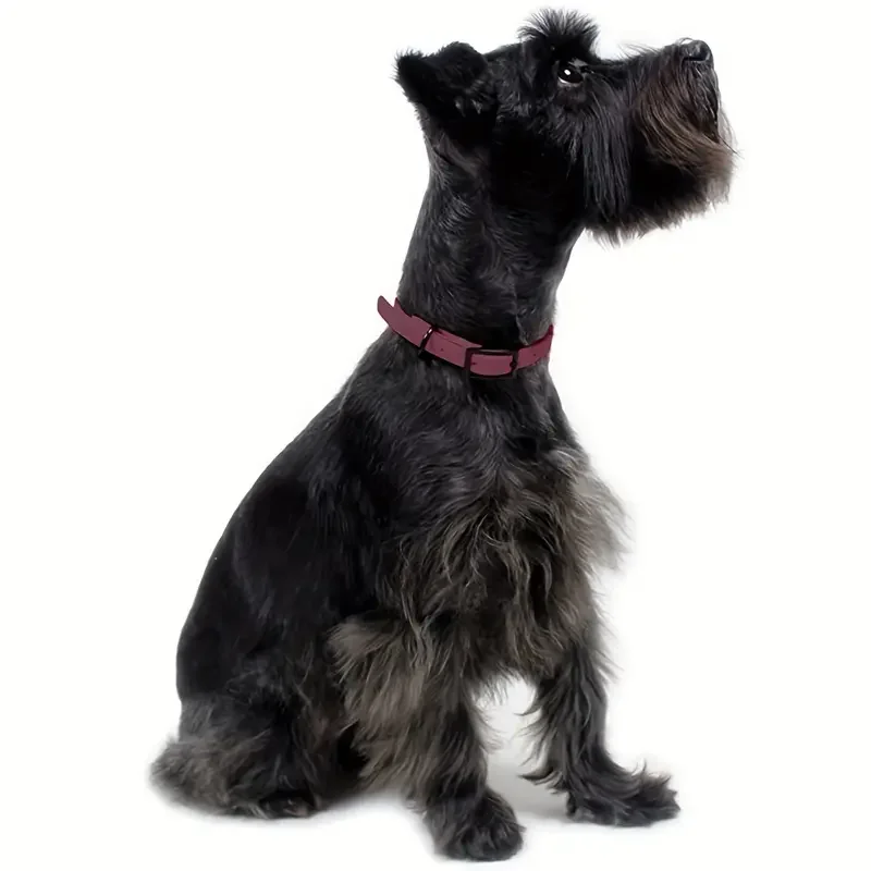 Collier Imperméable Et Résistant Pour Chien
