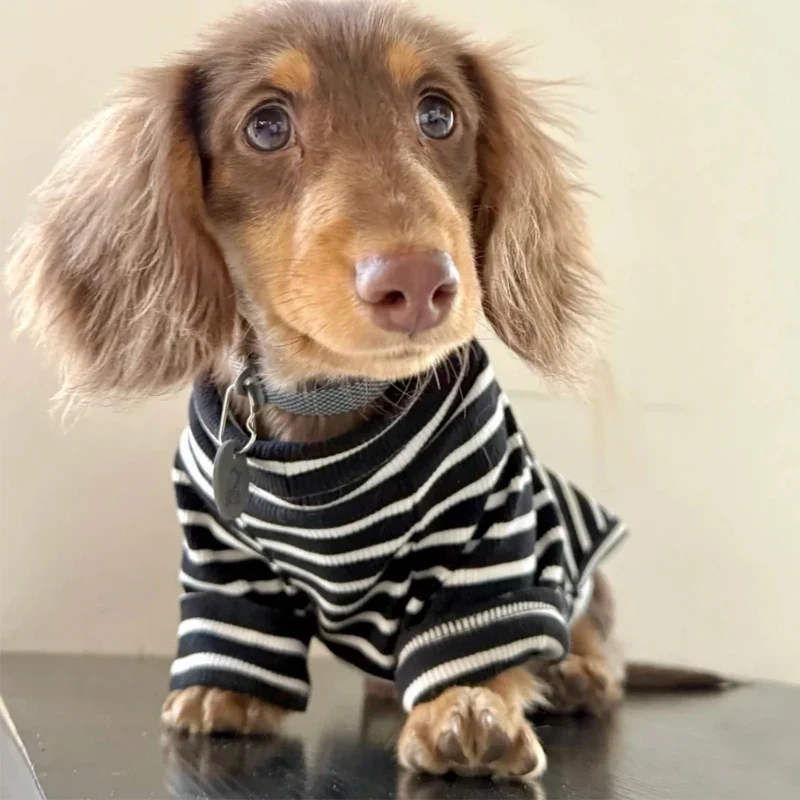 T Shirt Rayé Pour Petits Chiens Teckel