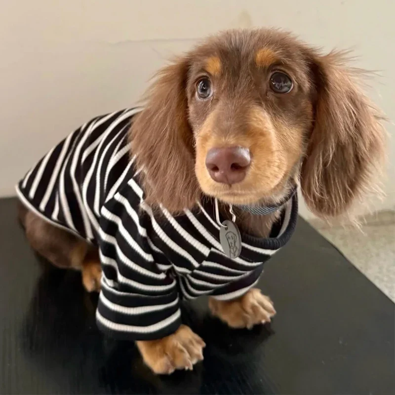 T Shirt Rayé Pour Petits Chiens Teckel