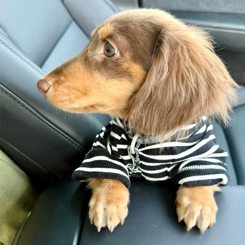 T Shirt Rayé Pour Petits Chiens Teckel