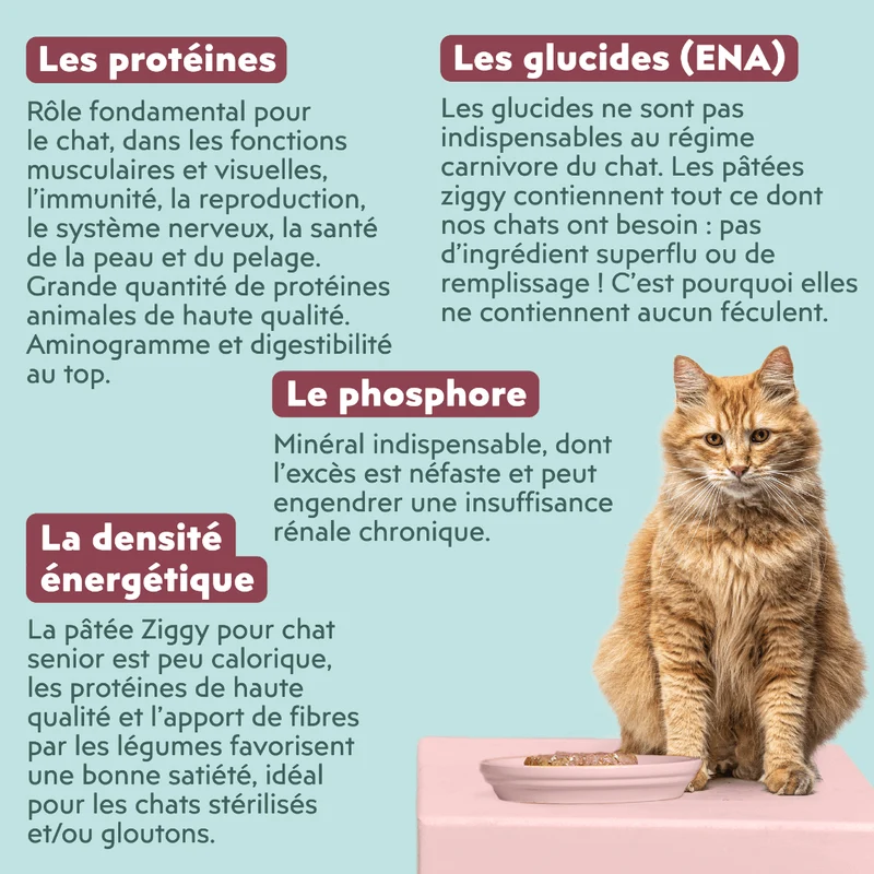Pâtée Chat Senior Sans Céréales - Saumon